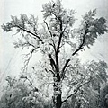 安瑟亞當斯-橡樹‧大風雪.jpg