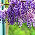 紫虅花 景