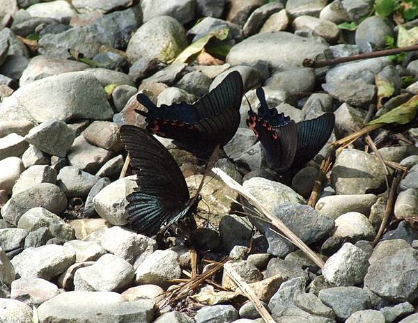 鳳蝶覓食.JPG