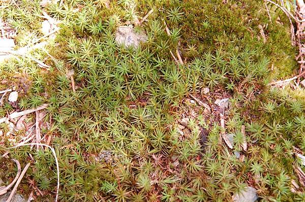 翠峰湖國家步道11 (20)~潮溼的石壁上到處有的苔類植物.JPG