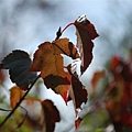 稍來山 (11)紅榨槭現身.JPG