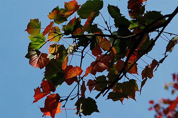 稍來山 (25)紅榨槭.JPG