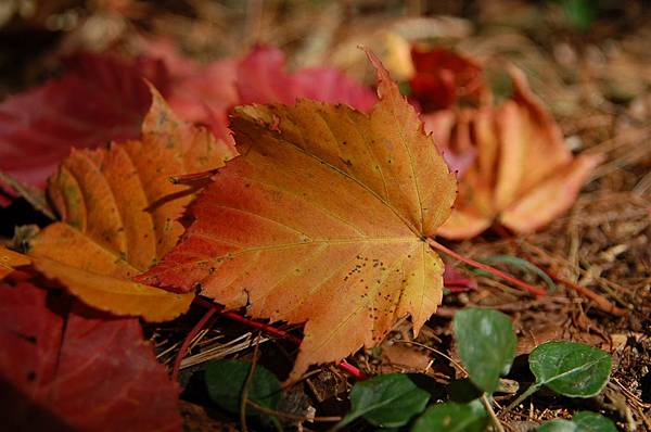 稍來山 (26)紅榨槭.JPG