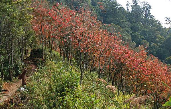 稍來山 (35)紅榨槭.JPG