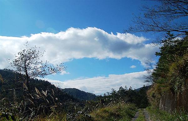 中橫 (8)林道.JPG