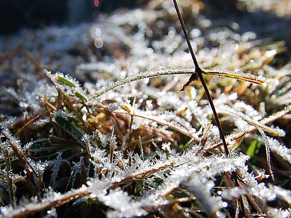 郡大山 (1)望鄉山旁滿地結霜的小草.JPG