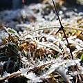 郡大山 (1)望鄉山旁滿地結霜的小草.JPG