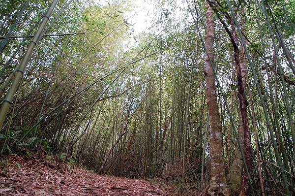 宜蘭南澳~朝陽國家步道 (8)竹林.JPG