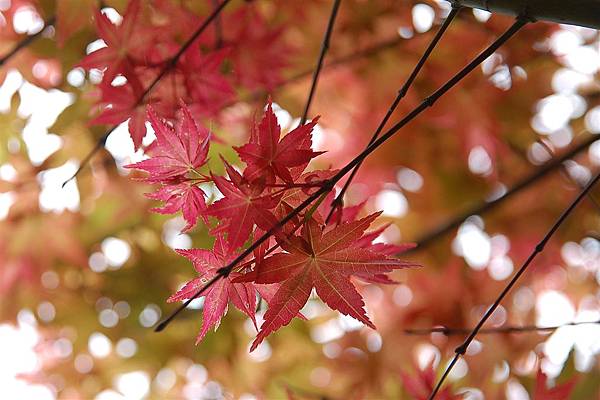 陽明山~4月楓紅 (4).JPG