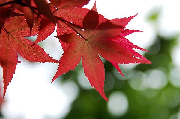 陽明山~4月楓紅 (18).JPG