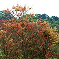 陽明山~4月楓紅 (26).JPG