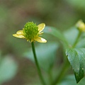 陽明山~禺毛茛 (20).JPG