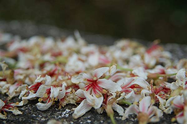 平溪路旁~油桐花 (13).JPG