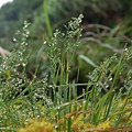 南澳 (4)滿是雨水的小草.JPG