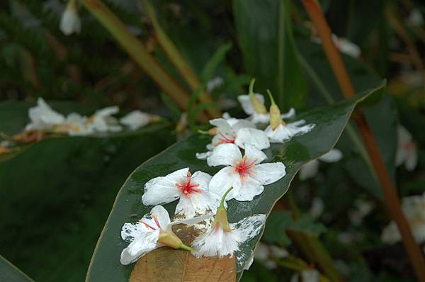 南澳 (15)東澳小路上油桐花.JPG