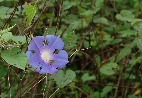 蘇澳 (76)藍色牽牛花.JPG