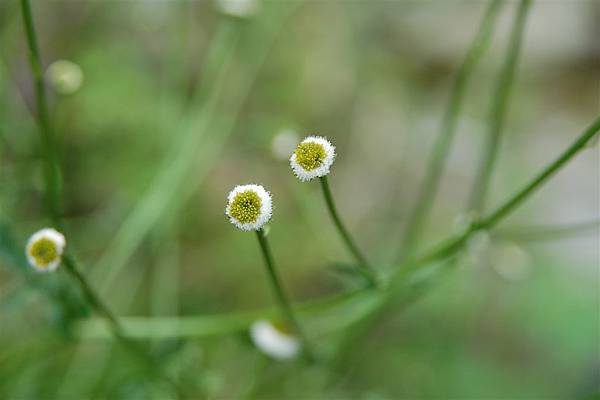 day1 (33)向陽山屋~矮菊.JPG