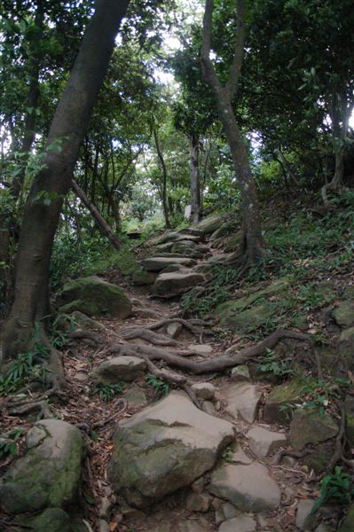 三峽鳶山~ (10)終於像在爬山了但只要5分鐘就到視野最佳之地了.JPG