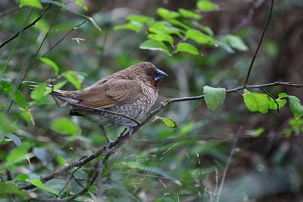 陽明山路上~斑文鳥 (3).JPG