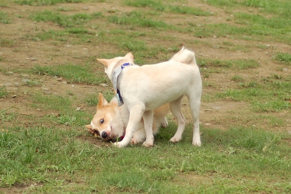 中和4號公園~狗狗篇 (9).jpg