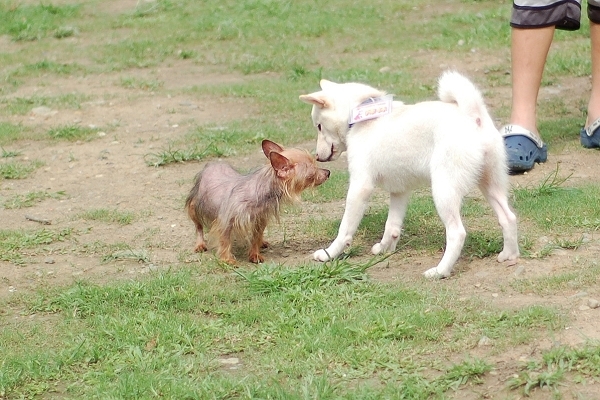 中和4號公園~狗狗篇 (13).jpg