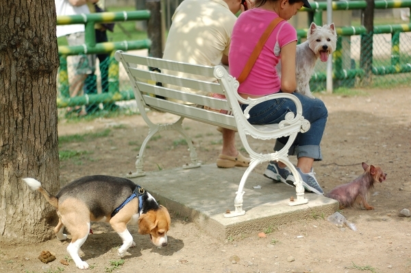 中和4號公園~狗狗篇 (19).jpg