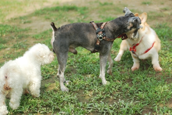 中和4號公園~狗狗篇 (26).jpg