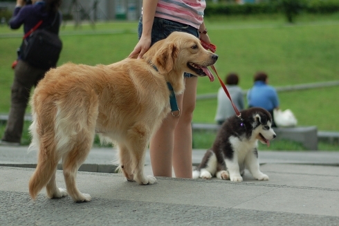 中和4號公園~狗狗篇 (37).jpg