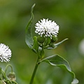 花泉農場 (5)光葉水菊~蝴蝶嗎啡.jpg