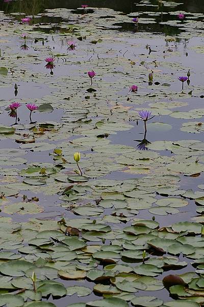 勝洋水草 (9)各色蓮花.jpg