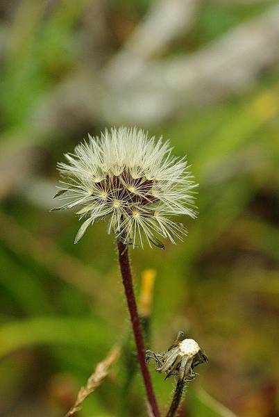 奇萊山 (85)玉山毛蓮菜.jpg