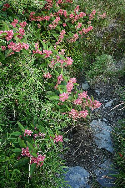 奇萊山 (130)虎杖.jpg