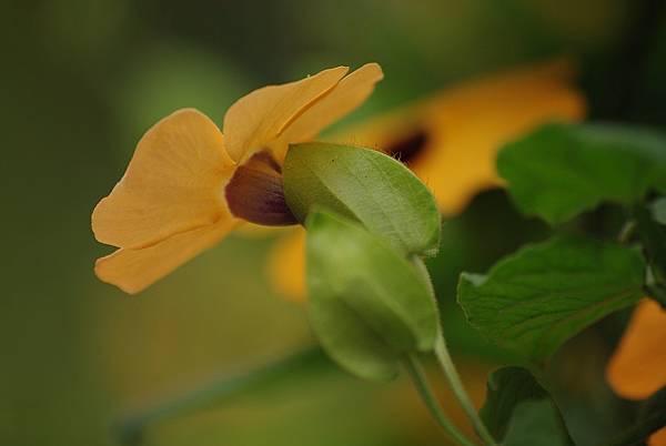 北橫 (3)黑眼花.jpg