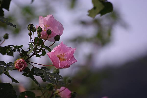 北橫 (7)山芙蓉.jpg