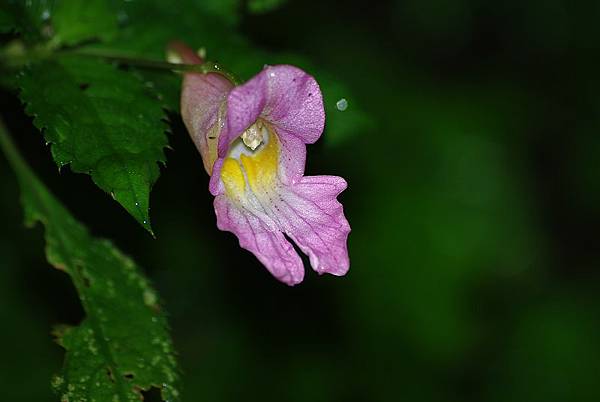 北橫 (27)拉拉山~紫花鳳仙花(單花吊船花).jpg