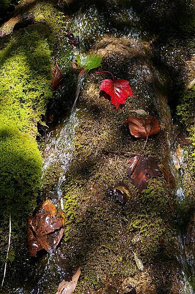 中橫花蓮段~紅榨槭 (10).jpg