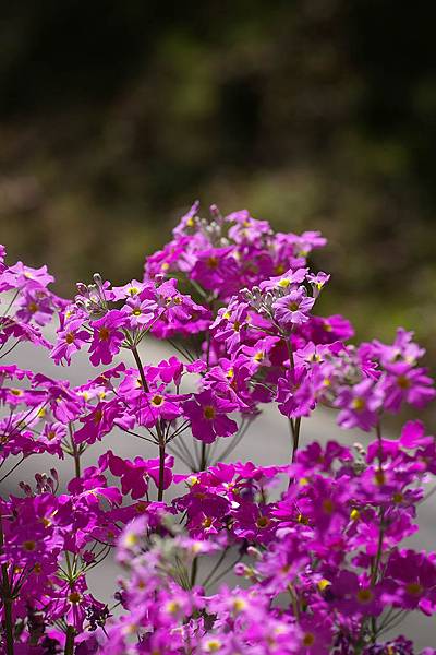 武陵賞櫻 (1)櫻草花.jpg