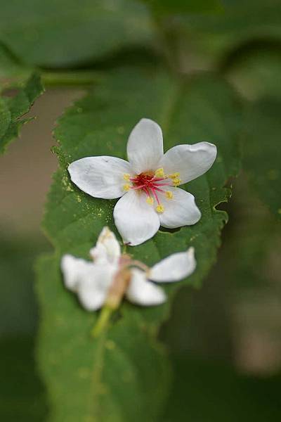 龍潭油桐花.jpg