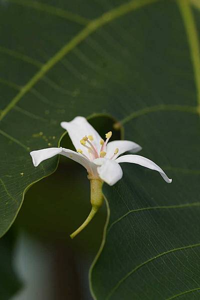 龍潭油桐花 (28).jpg