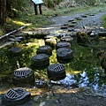 翠峰湖山毛櫸步道 (10).JPG