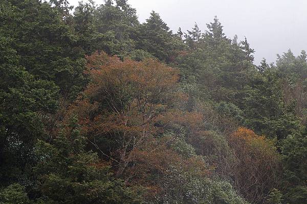 翠峰湖山毛櫸步道 (15).JPG