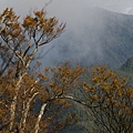 翠峰湖山毛櫸步道 (22).JPG