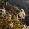 翠峰湖山毛櫸步道 (36).JPG