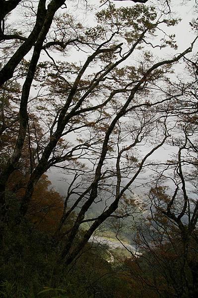 翠峰湖山毛櫸步道 (40).JPG