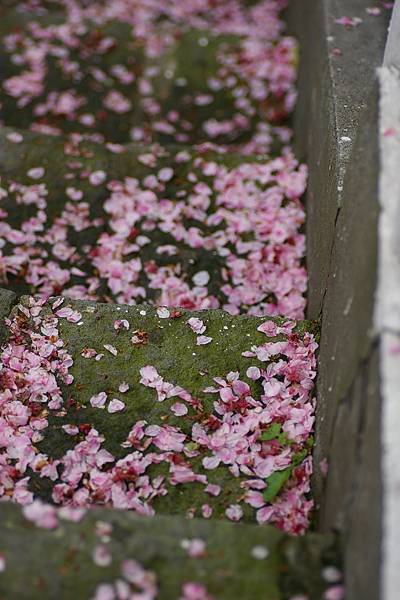 天元宮賞吉野櫻 (8).JPG