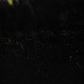 東勢林場 (1)~勉強拍到的螢火蟲.JPG