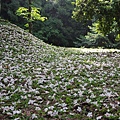 東勢林場 (5)雪花片片.JPG