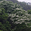 東勢林場 (33)雪花片片.JPG