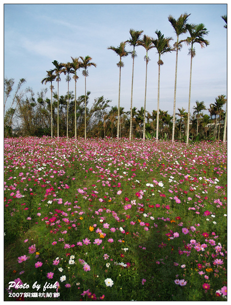 銅鑼杭菊節08.jpg