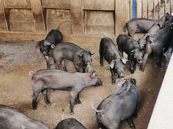 159582276_4144098195602946_9128308861198365271_o_4144098192269613.jpg 159582276_4144098195602946_9128308861198365271_o_4144098192269613.jpg